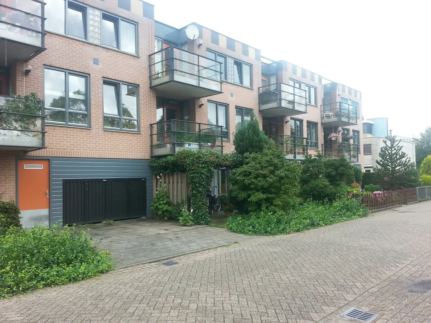 Aalscholver