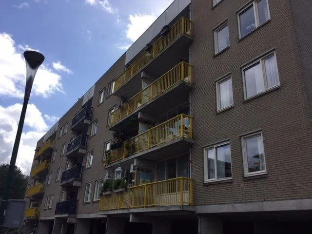 Bisonspoor