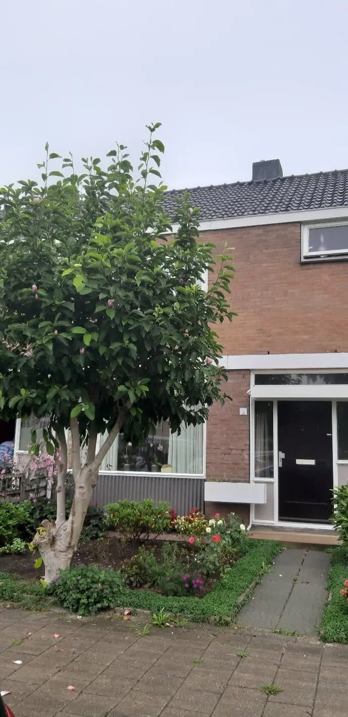 Duifstraat