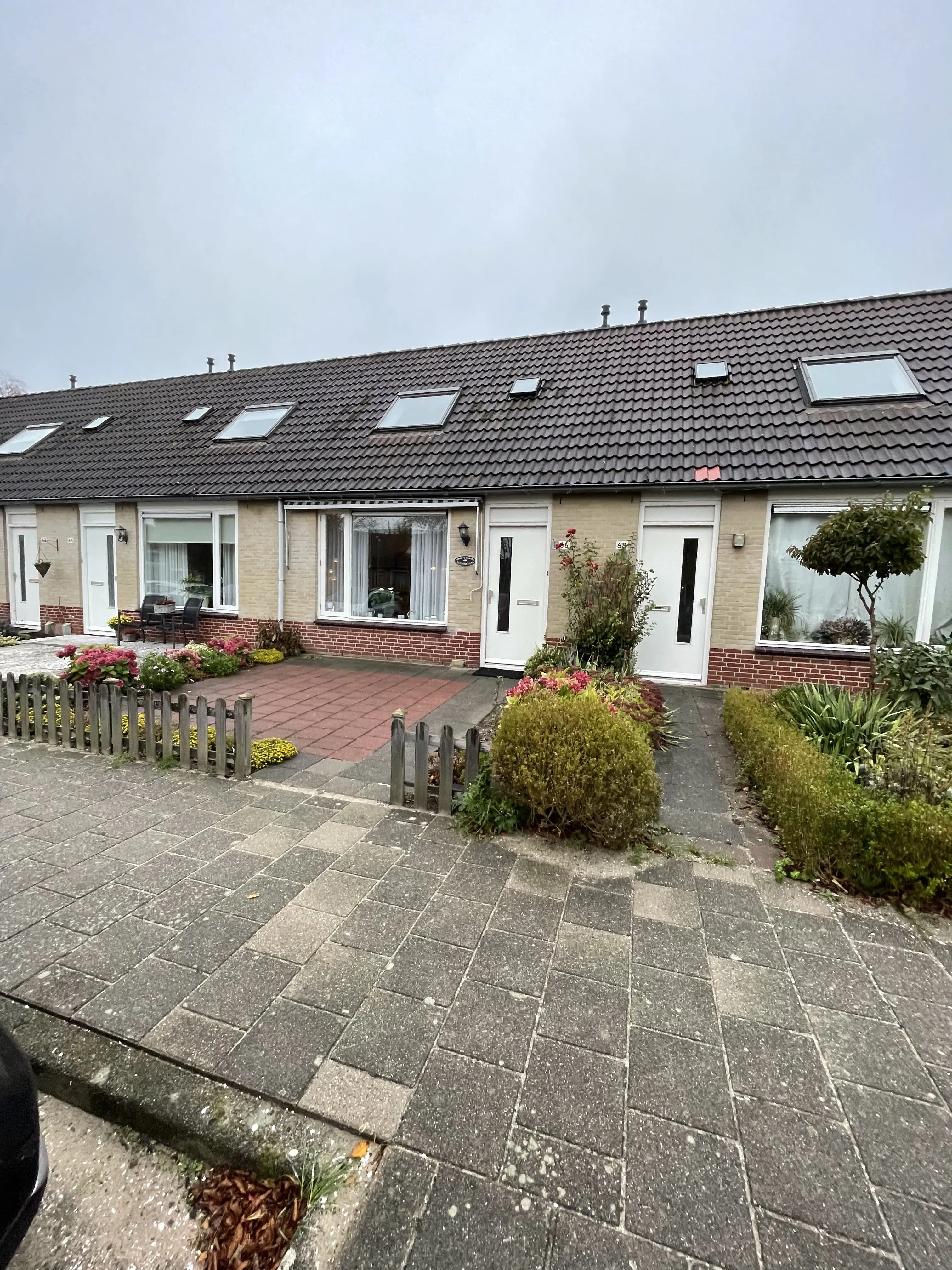 Rietkraag