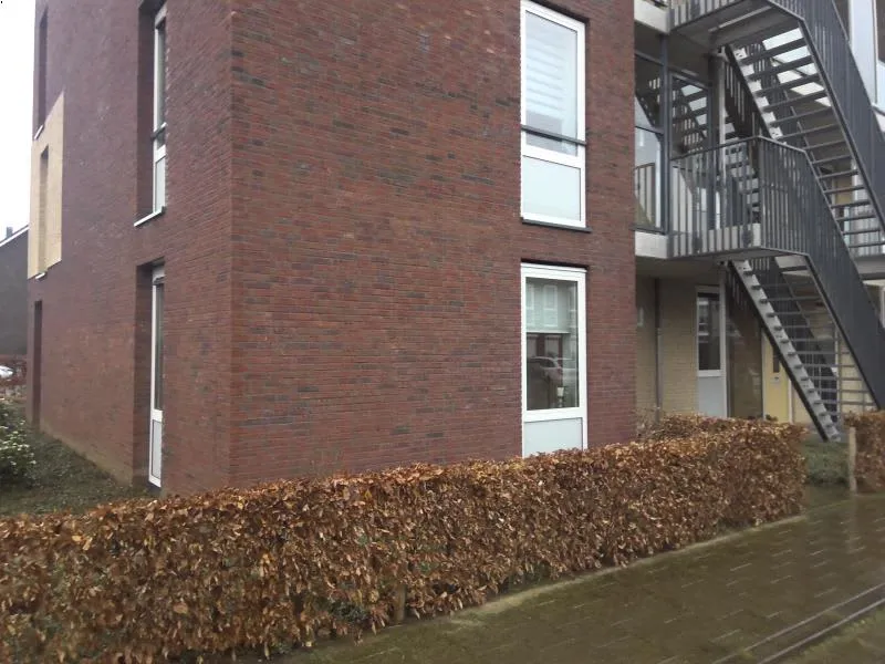 Grote Vos