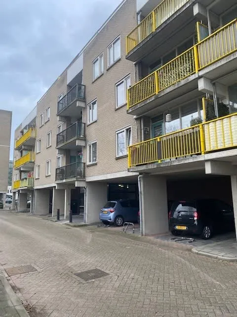 Bisonspoor