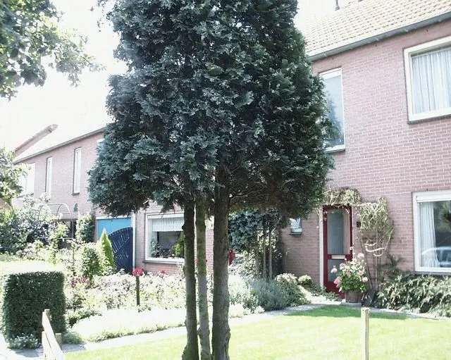 Borneolaan