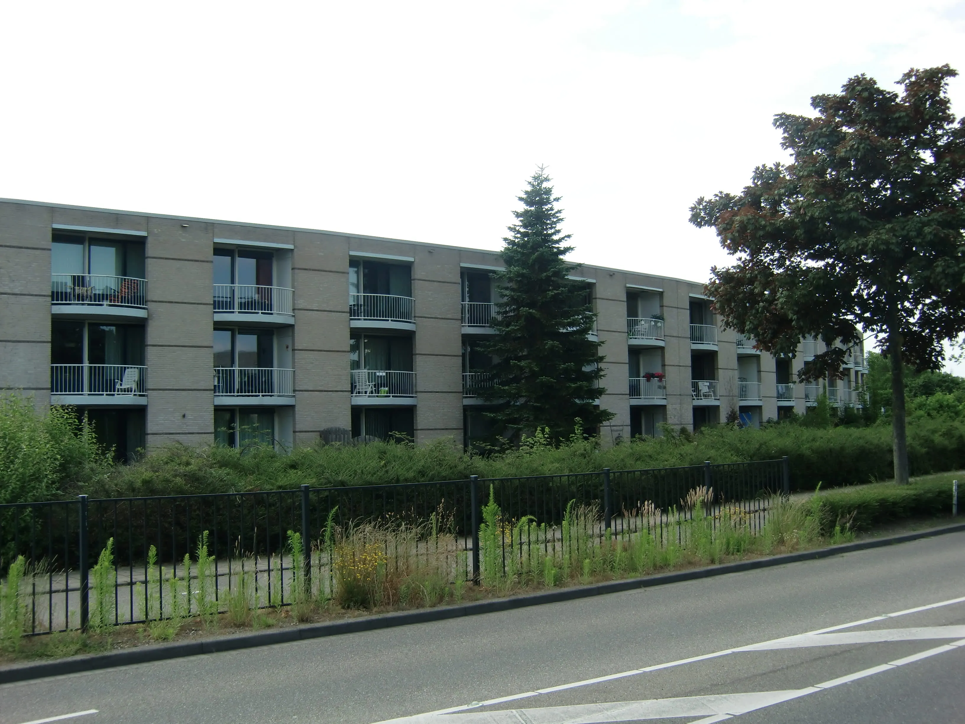 Madeliefveld