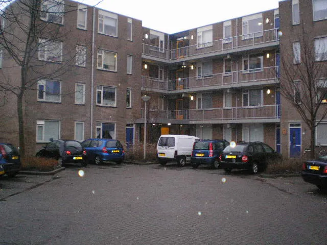Gladioolveld