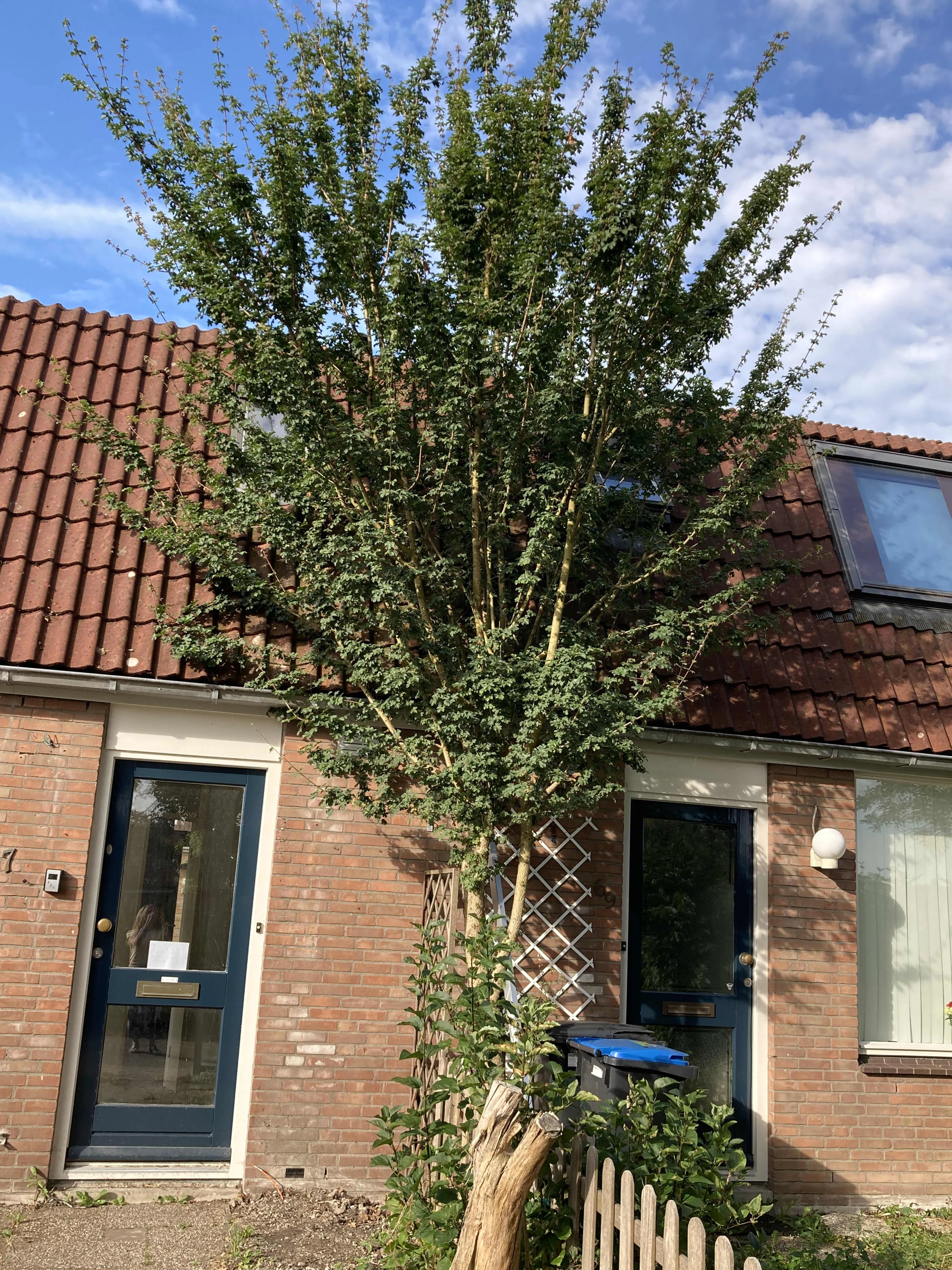 Papaverstraat
