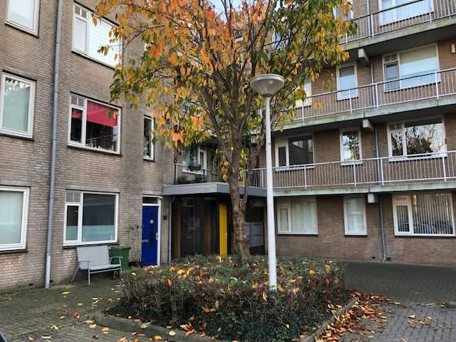 Gladioolveld