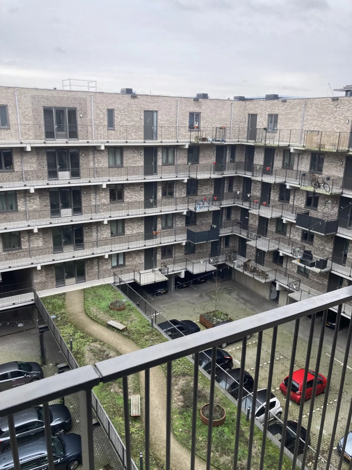 Grauwaartsingel