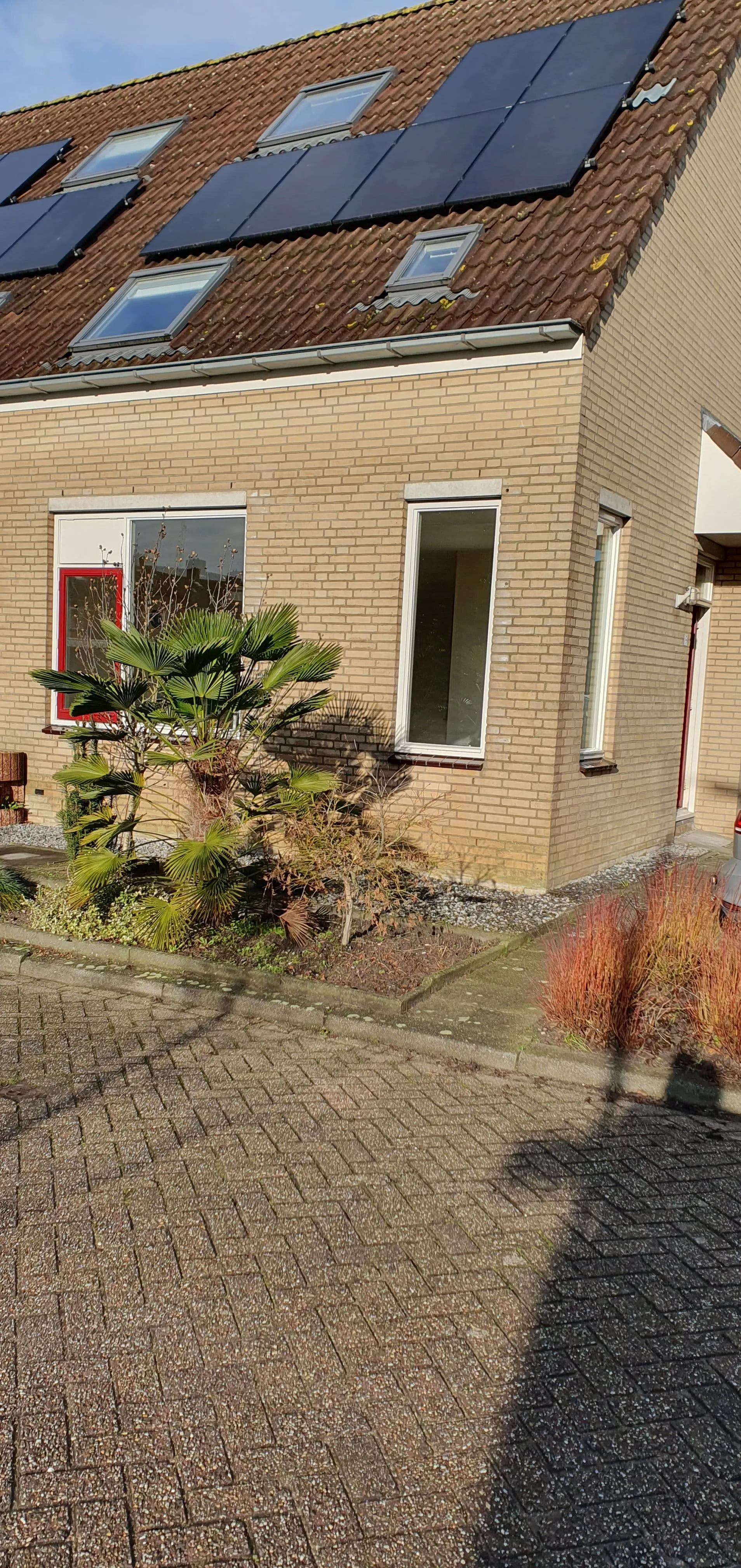 Steur