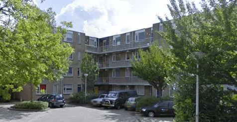Gladioolveld