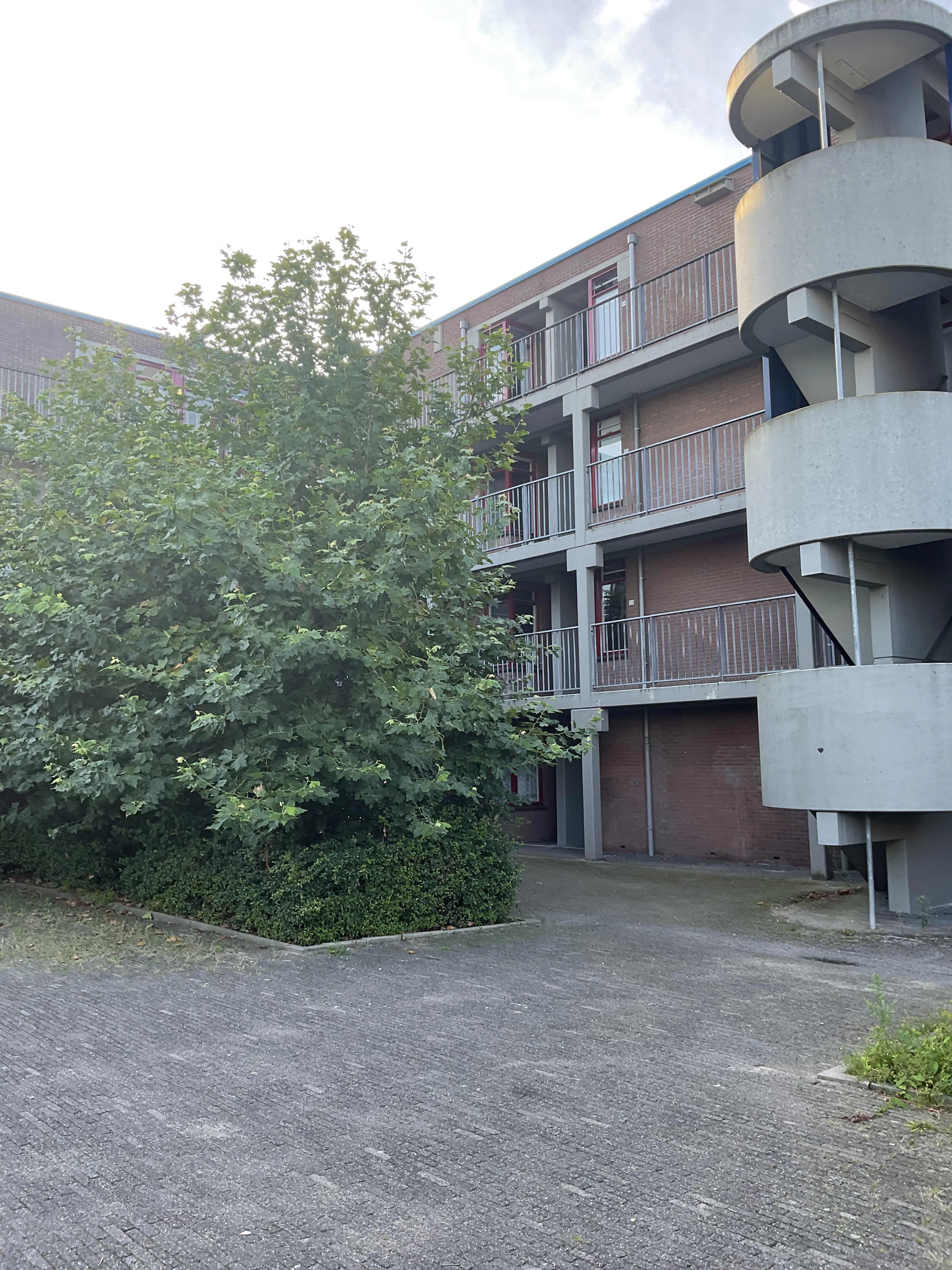 Zwanebloem