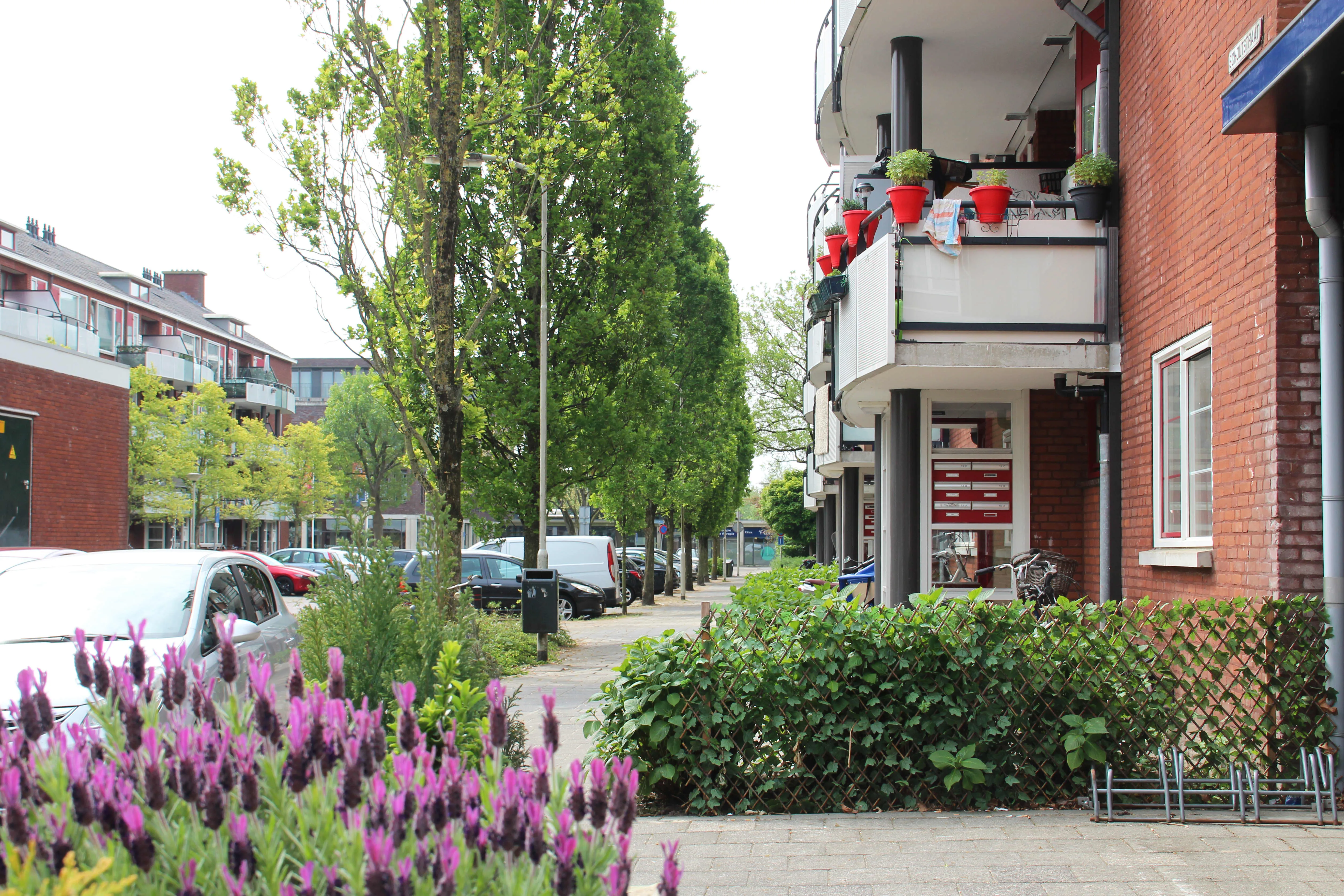 Schoutstraat