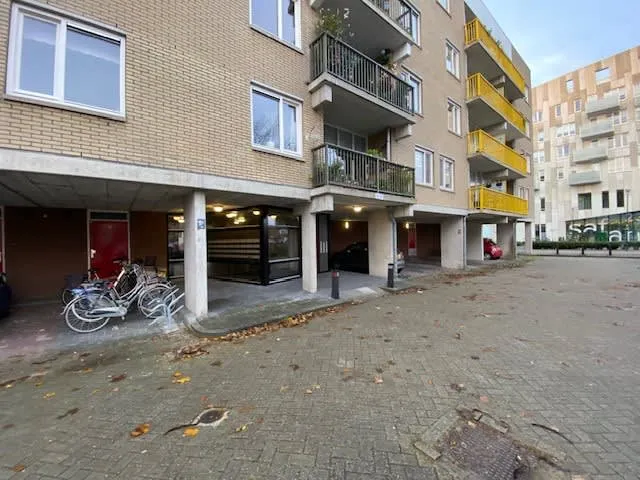 Bisonspoor