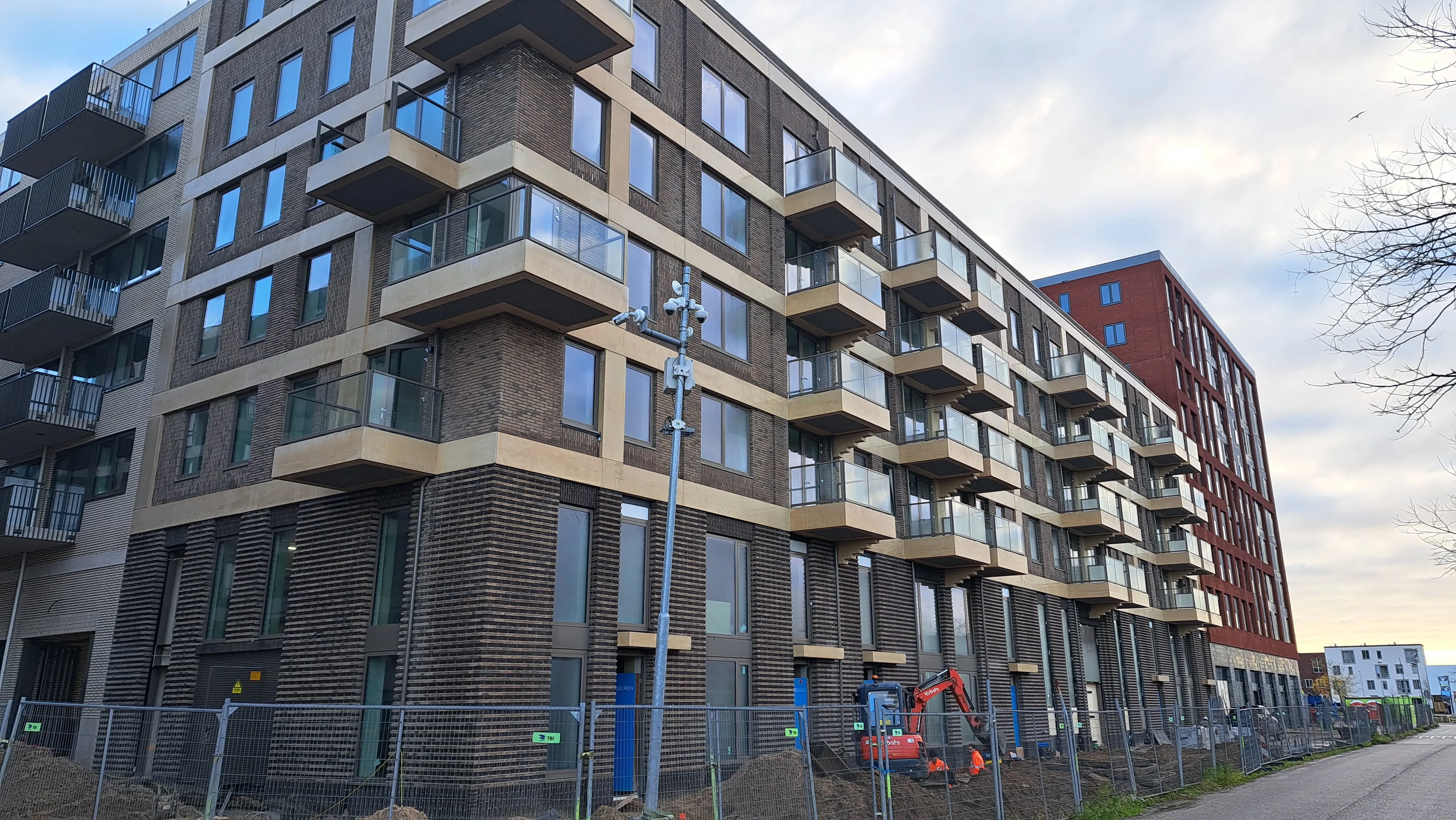 Grauwaartsingel