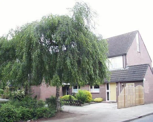 Nijeveld