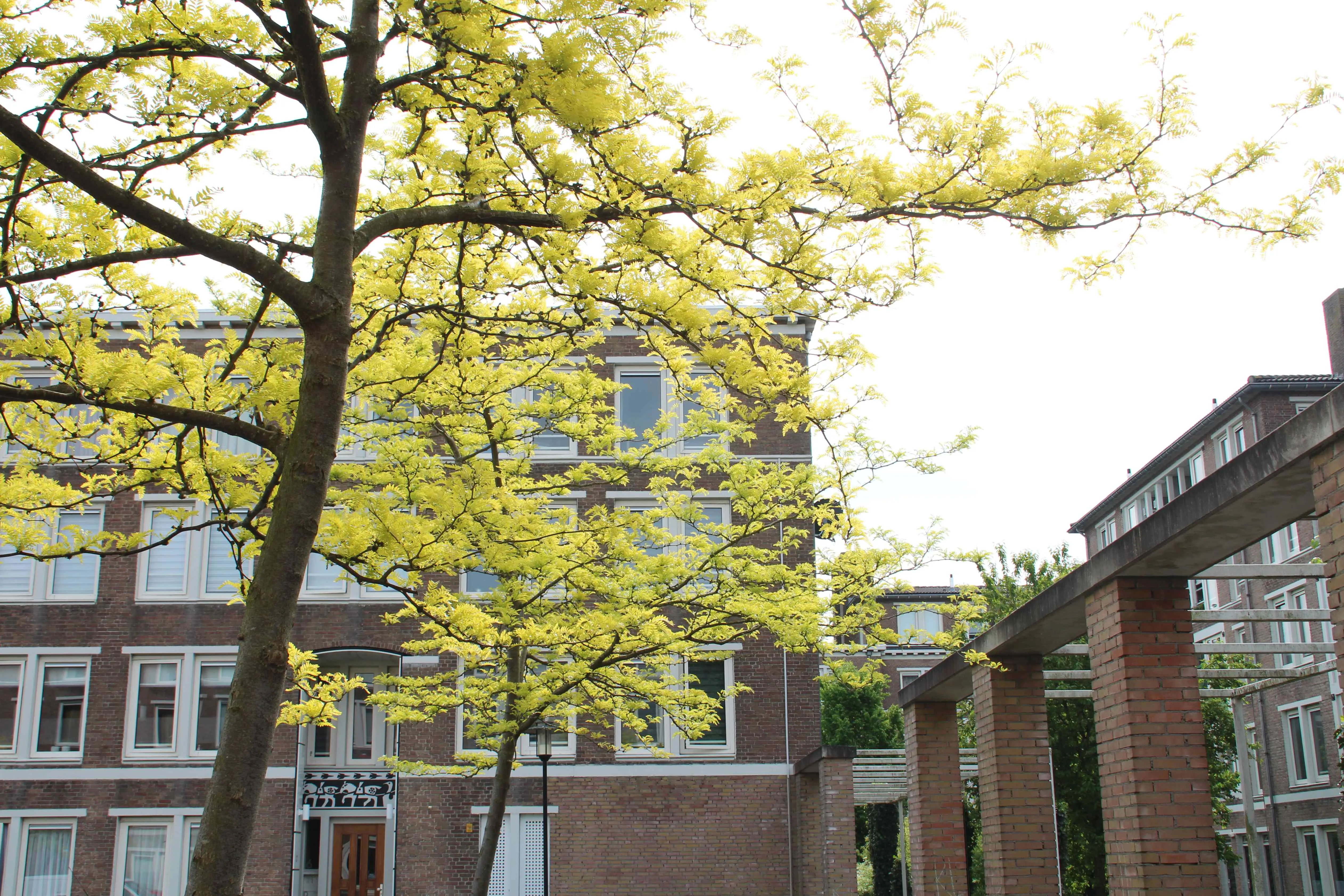 Brouwerstraat