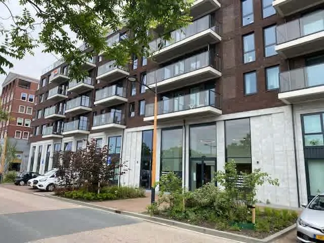 Grauwaartsingel