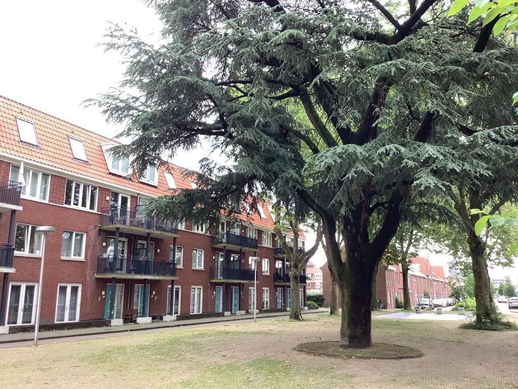 Boerhaavelaan
