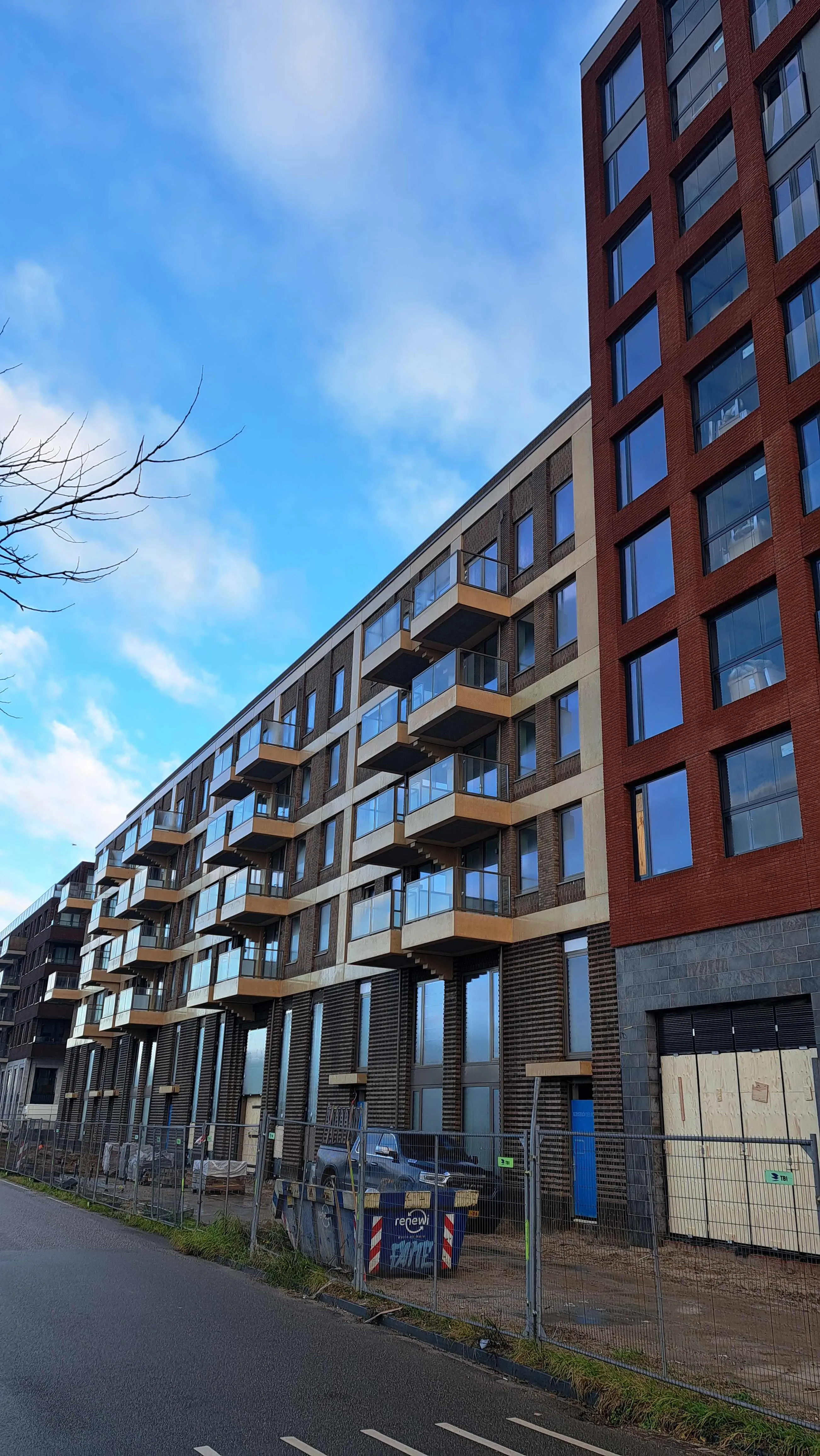 Grauwaartsingel