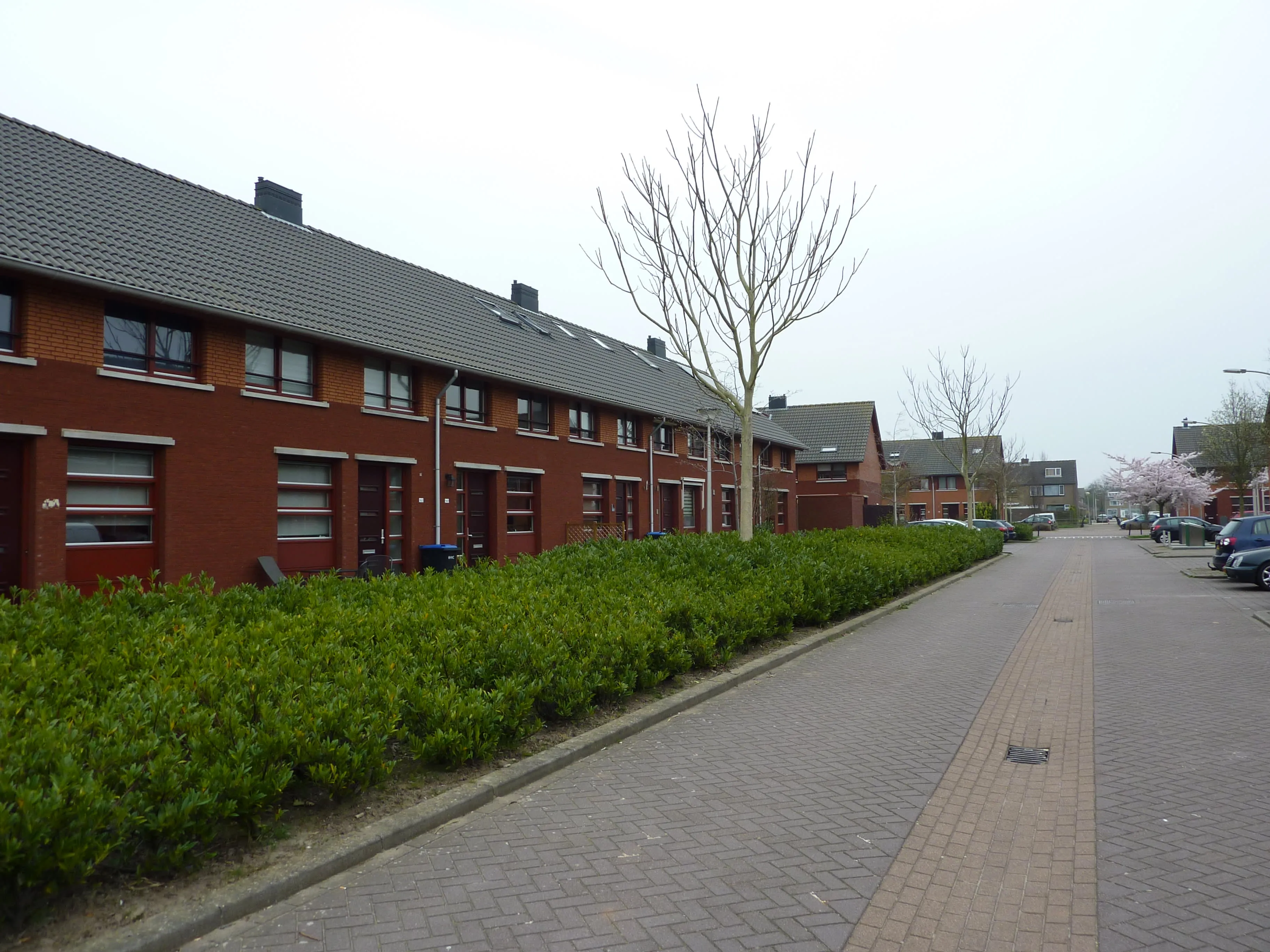 Moerasvaren
