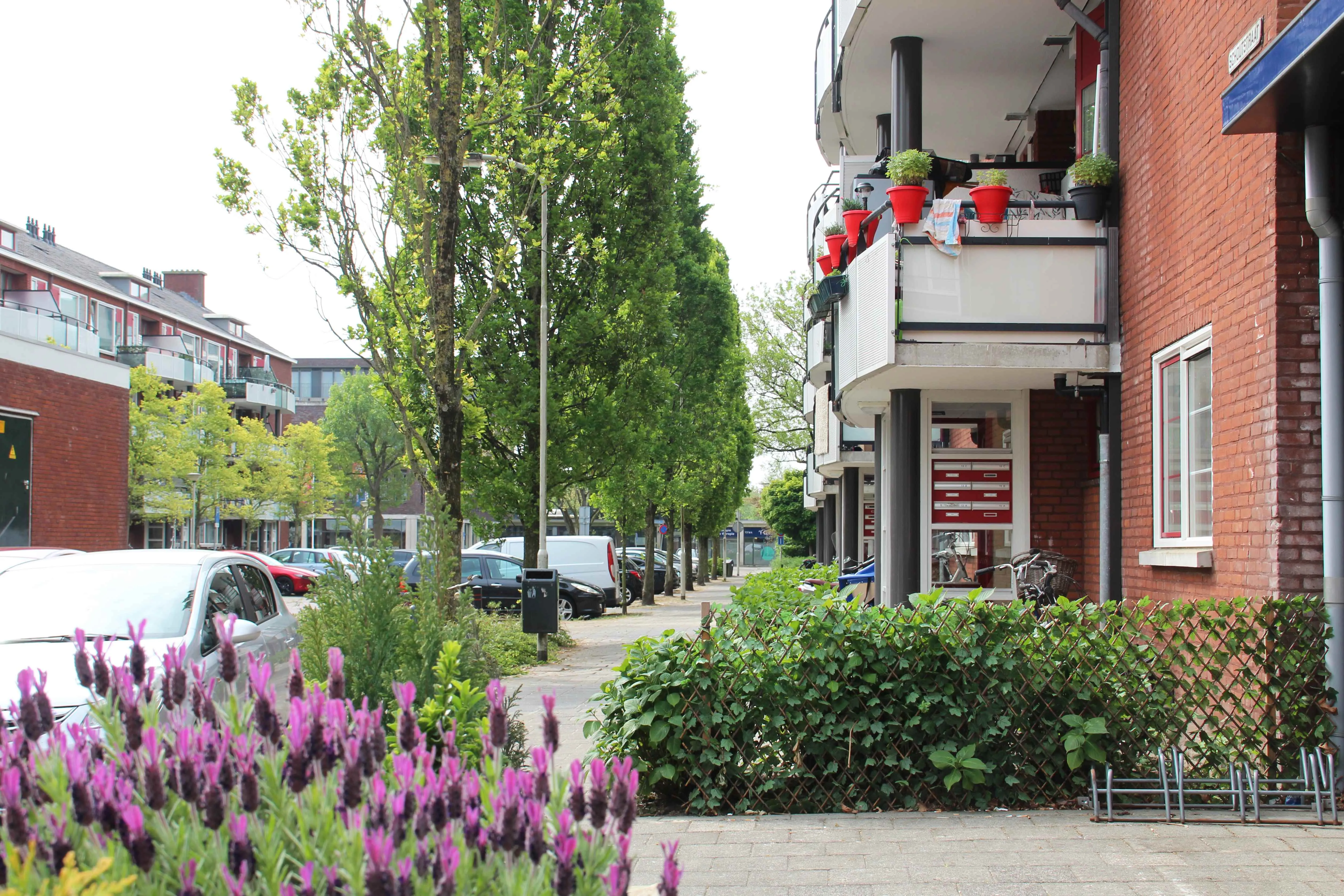 Schoutstraat