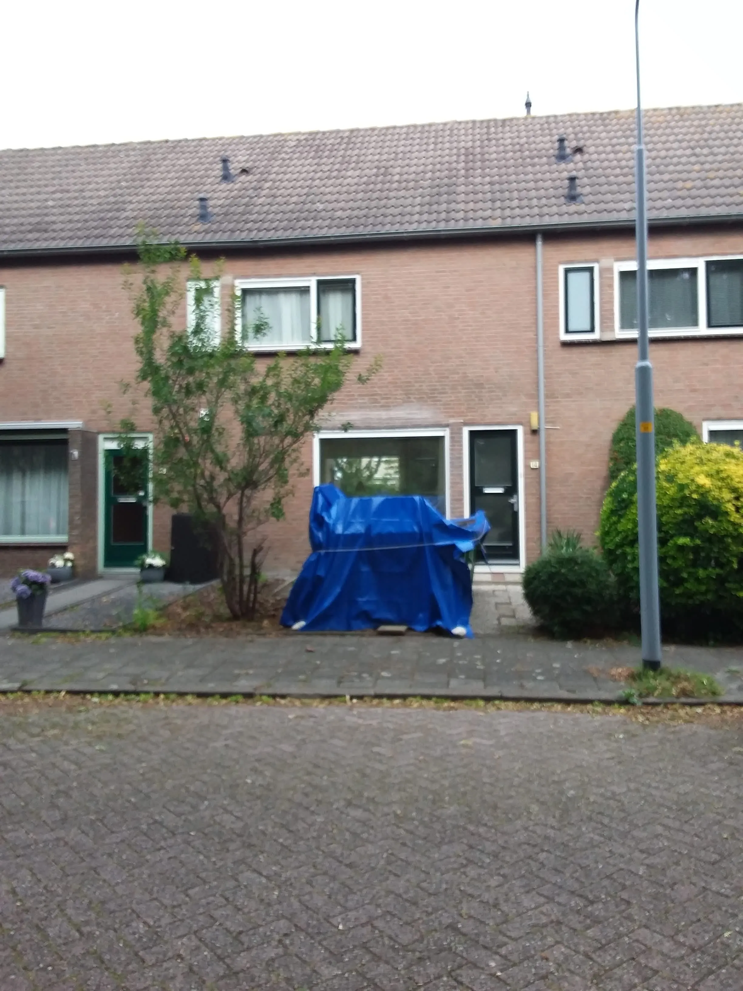 Hoornbladplantsoen