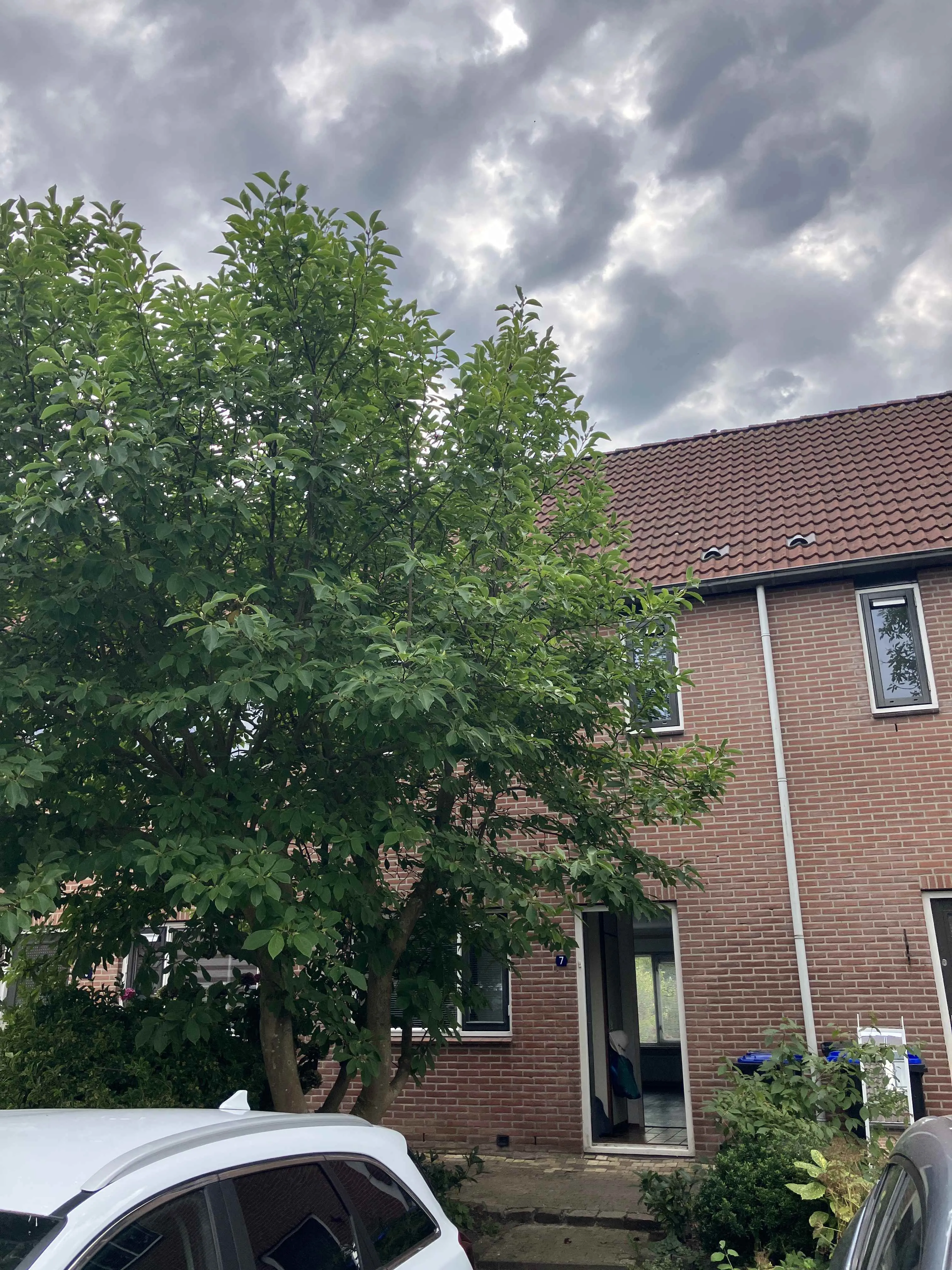 Zwaan