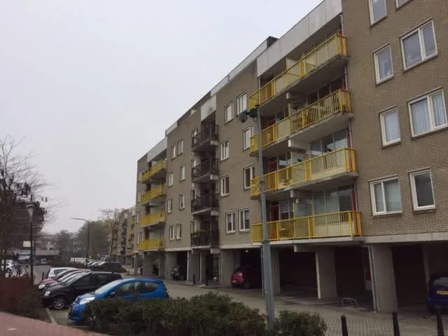 Bisonspoor