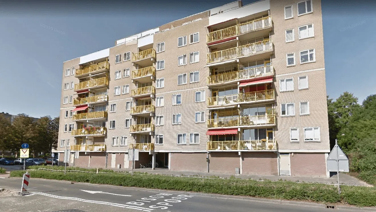 Bisonspoor