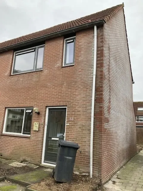 Houtduif
