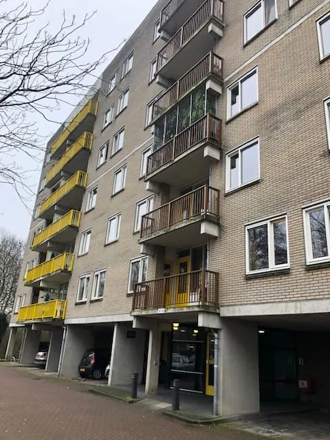 Bisonspoor
