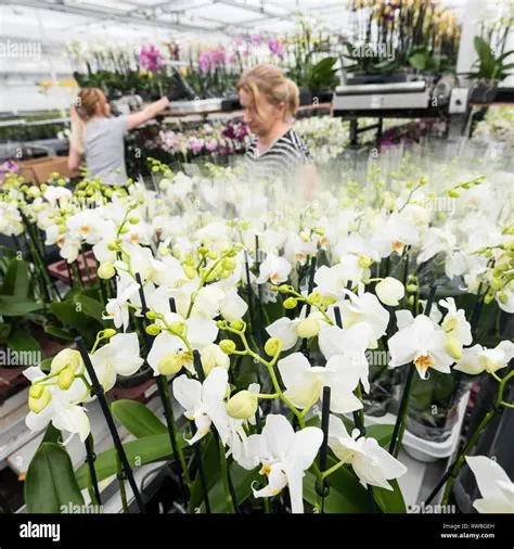 Nieuwaal