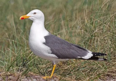 Meeuwen