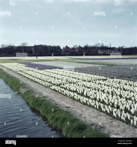 Hillegom Noord