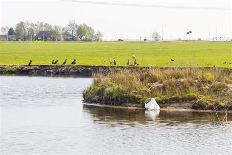 Rengerswetering