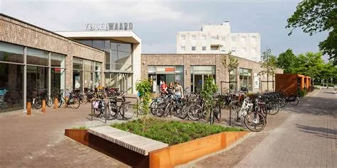 Zijdelwaard